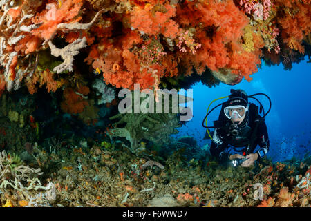 Dendronephthya Softcoral et récifs coralliens et de plongée sous marine, l'archipel Alor, l'Indonésie, Sawu, Pantarstrait la Mer, Océan Indien Banque D'Images