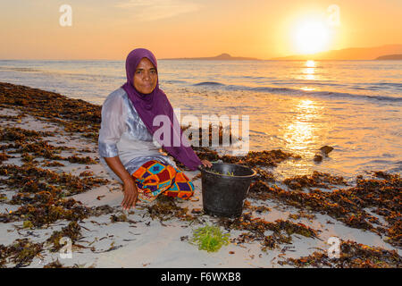Femme indonésienne la collecte d'algues agar agar, Alor, Indonésie Banque D'Images