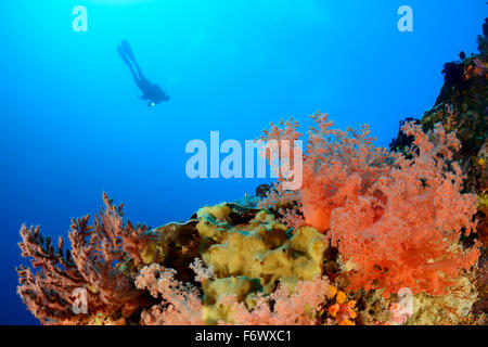 Dendronephthya klunzingeri, récifs coralliens et softcoral avec PADI, Alor, l'Indonésie, Sawu, Pantarstrait la Mer, Océan Indien Banque D'Images