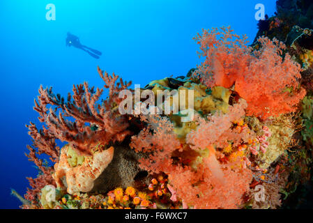 Dendronephthya klunzingeri, récifs coralliens et softcoral avec PADI, Alor, l'Indonésie, Sawu, Pantarstrait la Mer, Océan Indien Banque D'Images