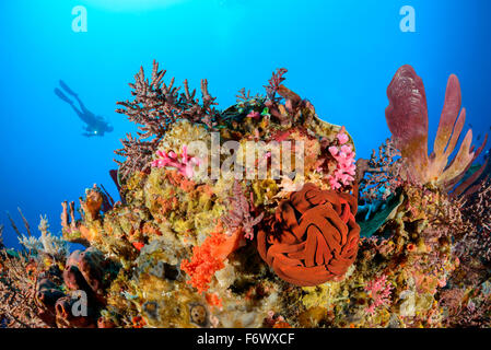 Récifs coralliens avec PADI, archipel Alor, l'Indonésie, Sawu, Pantarstrait la Mer, Océan Indien Banque D'Images