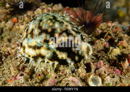 Cypraea tigris, Tiger Cowrie ou porcelaines, Alor archipel, l'Indonésie, Sawu, Pantarstrait la Mer, Océan Indien Banque D'Images