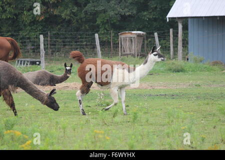 La llama sur une petite ferme d'agrément. Le Lama est une de camélidés sud-américains, a été largement utilisé comme la viande et l'animal pack Banque D'Images
