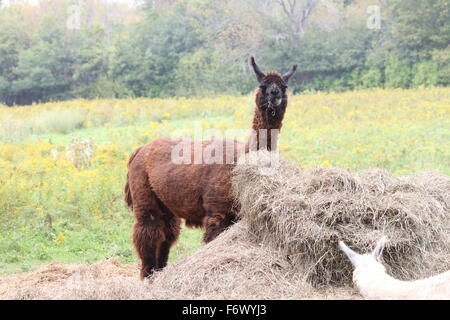 Llama de couleur brune sur une petite ferme d'agrément, debout derrière un tas de paille. Le Lama est une de camélidés sud-américains, Banque D'Images