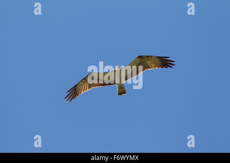 Balbuzard pêcheur (Pandion haliaetus) en vol Banque D'Images