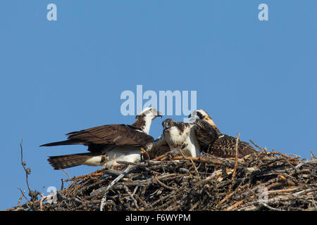 Balbuzard pêcheur (Pandion haliaetus) d'oiseaux adultes avec deux jeunes sur son nid Banque D'Images