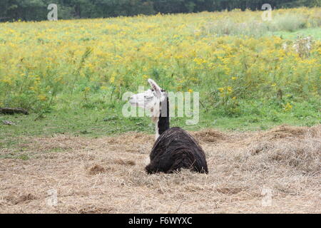 Llama sur une petite ferme d'agrément, portant sur un tas de paille. Le Lama est une de camélidés sud-américains, Banque D'Images