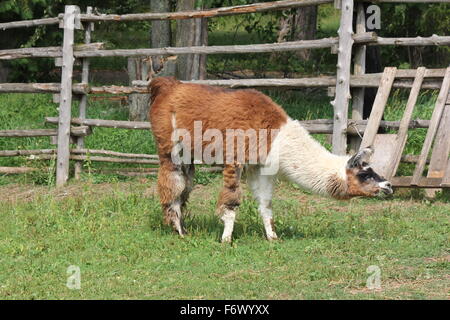 Llama sur une petite ferme d'agrément. Le Lama est une de camélidés sud-américains, a été largement utilisé comme la viande et l'animal pack Banque D'Images