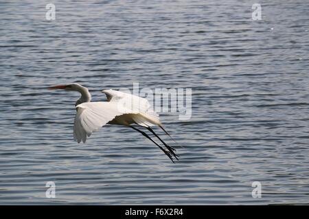 Grande Aigrette (Ardea alba), volant sur l'étang Banque D'Images
