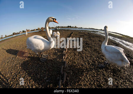 Une bande de cygnes Banque D'Images