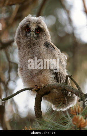 Drôle jeune chouette à longues oreilles / Waldohreule ( Asio otus ) perches dans un arbre, grands yeux orange ouverts, regarde directement dans la caméra, la faune, l'Europe. Banque D'Images