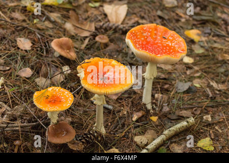 Un trio de champignons rouges trouvés dans les bois du Piémont Italie Banque D'Images