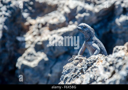 Iguane marin (Amblyrhynchus cristatus) perché sur la roche Banque D'Images