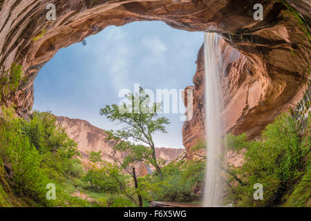 Cascade de crues éclair dans une alcôve, fleuve du Colorado, l'Utah, près de Moab, Utah Banque D'Images