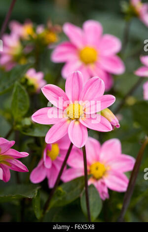 Dahlias Rose pousse dans un frontière herbacées. Banque D'Images