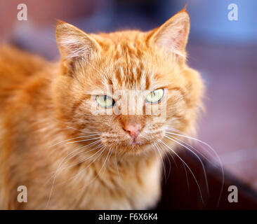 Magnifique portrait d'un chat est photographié close-up Banque D'Images