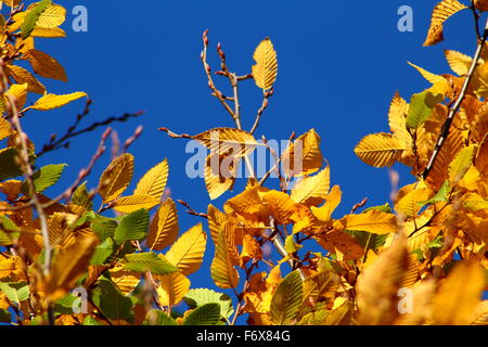 Avec un beau ciel bleu en arrière-plan, cet arbre héberge le standard couleurs d'automne. Banque D'Images