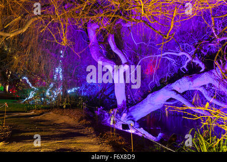 Brentford, Londres, Royaume-Uni. 20 Nov, 2015. La Forêt Enchantée retourne à Syon Park et chambre à Brentford le 20 novembre pour sa 10e année. Un sentier mène les visiteurs à travers le parc et autour de la rivière Serpentine de Capability Brown, se terminant à la 16e siècle de Syon House et la grande véranda avec effets de lumière, les arbres illuminés et des chiffres, et un show laser. Credit : Imageplotter/Alamy Live News Banque D'Images