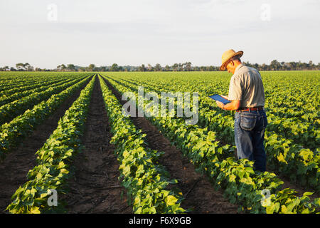 Le consultant utilise des cultures en comprimé à prendre des notes de ses observations lors de la vérification de l'absence de labourage du champ de coton dans l'étape de développement des fruits de pointe Banque D'Images