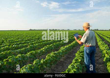 Le consultant utilise des cultures en comprimé à prendre des notes de ses observations lors de la vérification de l'absence de labourage du champ de coton dans l'étape de développement des fruits de pointe Banque D'Images