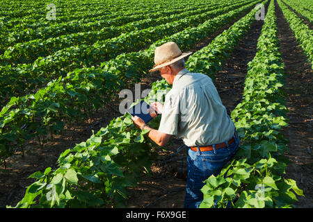 Le consultant utilise des cultures en comprimé à prendre des notes de ses observations lors de la vérification de l'absence de labourage du champ de coton dans l'étape de développement des fruits de pointe Banque D'Images