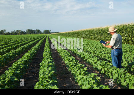 Le consultant utilise des cultures en comprimé à prendre des notes de ses observations lors de la vérification de l'absence de labourage du champ de coton dans l'étape de développement des fruits de pointe Banque D'Images