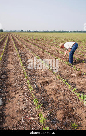 Contrôle des cultures sans travail du consultant coton Roundup Ready à quatre feuilles mortes avec mauvaises herbes supprimées par l'émergence, de l'herbicide Roundup plus probable Banque D'Images