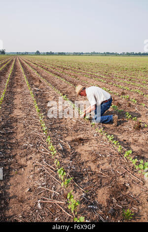 Contrôle des cultures sans travail du consultant coton Roundup Ready à quatre feuilles mortes avec mauvaises herbes supprimées par l'émergence, de l'herbicide Roundup plus probable Banque D'Images