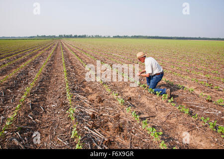 Contrôle des cultures sans travail du consultant coton Roundup Ready à quatre feuilles mortes avec mauvaises herbes supprimées par l'émergence, de l'herbicide Roundup plus probable Banque D'Images