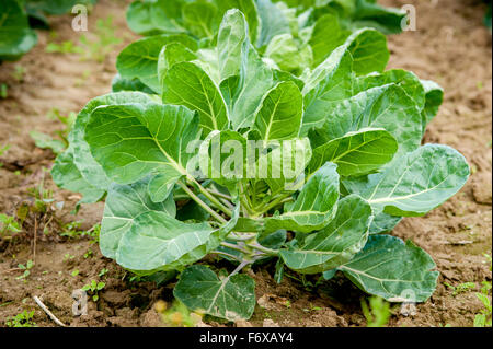 Les plantes de légumes ; Denton, Maryland, United States of America Banque D'Images