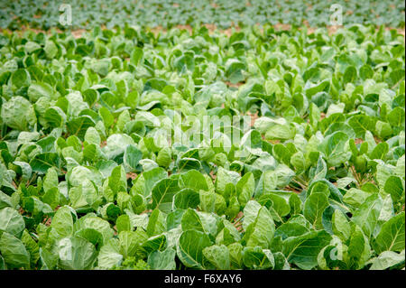 Les plantes de légumes ; Denton, Maryland, United States of America Banque D'Images