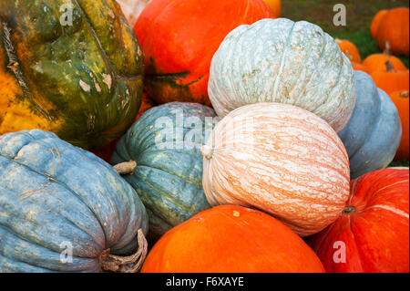 Tas de citrouilles coloré ; Elkton, Maryland, United States of America Banque D'Images