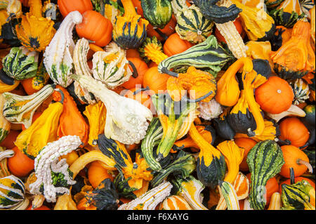 Gros tas de courges et citrouilles ornementales petit ; Elkton, Maryland, United States of America Banque D'Images