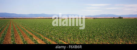 Les lignes obliques de jeunes maïs sont vus au début du printemps avec les montagnes et le ciel bleu en arrière-plan, l'Imperial Valley Banque D'Images