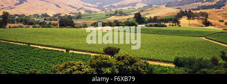 Patchwork des vignobles est perçue au début de l'été, les arbres, les bâtiments et les collines en arrière-plan, Santa Ynez Valley Banque D'Images