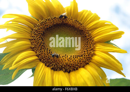 Les abeilles recueillir necteur sur jardin tournesol dans le nord de l'Ouganda Banque D'Images