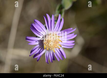 Aster d’automne Banque D'Images