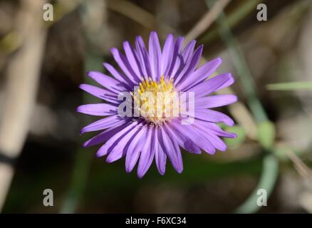 Aster d’automne Banque D'Images