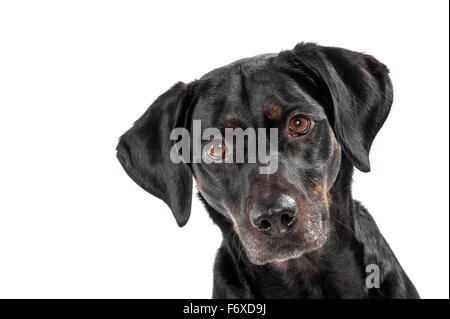 Curieux mignon chien noir fixant intensément à l'appareil photo avec cocked oreilles Banque D'Images