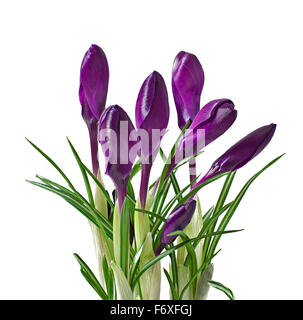 Bouquet de printemps crocus mauve isolé sur fond blanc Banque D'Images