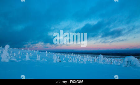 Le coucher du soleil, les arbres couverts de neige, paysage d'hiver, le parc national de Riisitunturi, Finlande, Laponie, Europe Banque D'Images