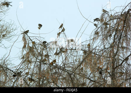 Vols d'oiseaux d'svirestel ryabinnik et grives de manger sur les branches en hiver des fruits. (Bombycilla garrulus), Banque D'Images