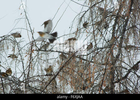 Vols d'oiseaux d'svirestel ryabinnik et grives de manger sur les branches en hiver des fruits. (Bombycilla garrulus), Banque D'Images