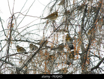 Vols d'oiseaux d'svirestel ryabinnik et grives de manger sur les branches en hiver des fruits. (Bombycilla garrulus), Banque D'Images