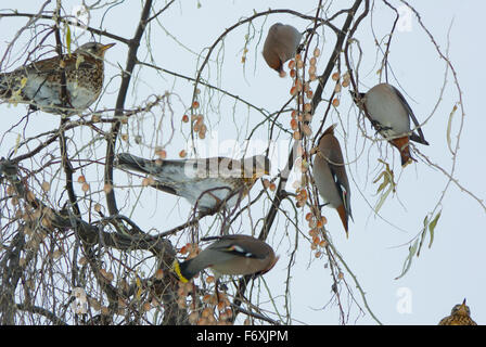 Vols d'oiseaux d'svirestel ryabinnik et grives de manger sur les branches en hiver des fruits. (Bombycilla garrulus), Banque D'Images