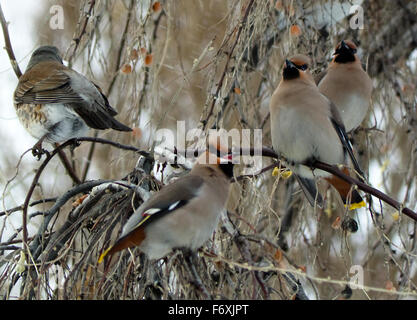 Vols d'oiseaux d'svirestel ryabinnik et grives de manger sur les branches en hiver des fruits. (Bombycilla garrulus), Banque D'Images