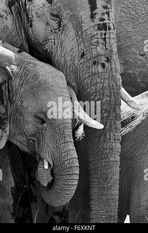 Portrait d'un bébé éléphant qui prend son tronc dans la bouche photographié avec sa maman Banque D'Images
