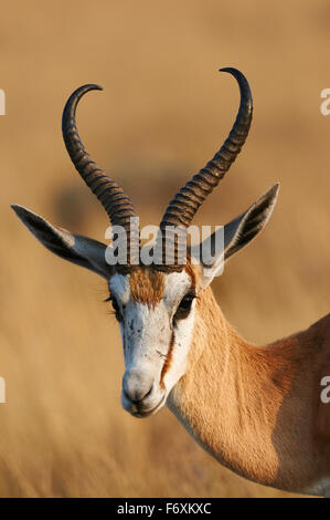 Portrait d'un Springbok avec de belles cornes Photographié en Namibie Banque D'Images