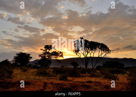 Coucher de soleil dans la réserve nationale de Samburu au nord du Kenya Banque D'Images