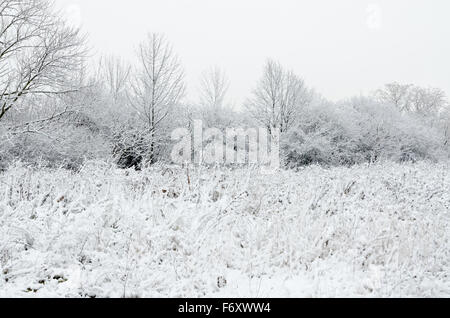 Arbres entièrement couverts par la neige en hiver jour près de l'arrière-cour Banque D'Images